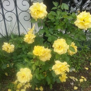 Meet your Posher, Ivette